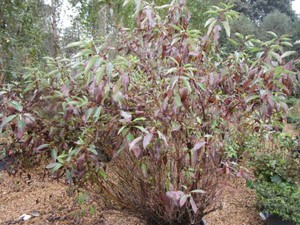 Dogwood, one Large...