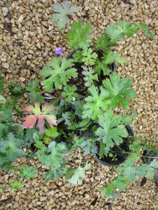 Geranium - Rozanne, 3 Pots...