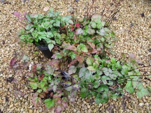 Rheinland Astilbe, 4 Pots...