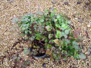 Rheinland Astilbe, 4 Pots...