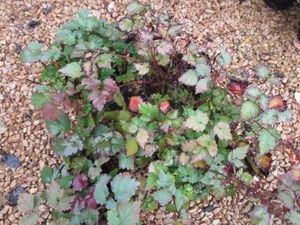 Rheinland Astilbe, 4 Pots...