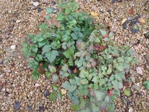 Dekft Lace Astilbe, 3 Pots...