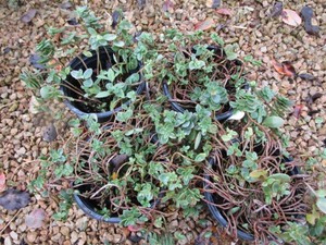 Sedum - Sunsparkler Lime Zinger, 4 ...