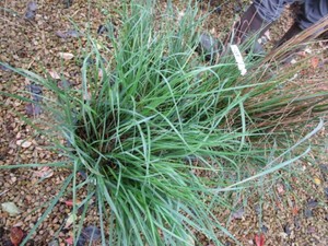 Grasses, 3 Pots...