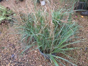 Grasses, 3 Pots...