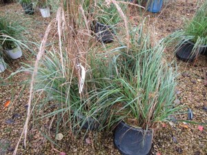 Grasses, 3 Pots...