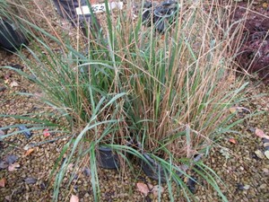 Grasses, 2 Pots...