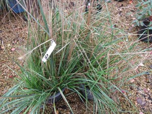 Grasses, 3 Pots...