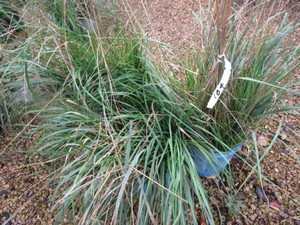Grasses, 3 Pots...