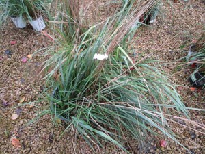 Grasses - 3 Pots...