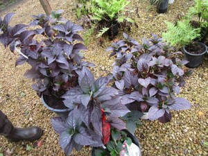Hydrangeas - Little Lime Punch, 3 P...