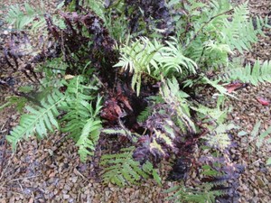 Ostrich Ferns, 3 pots...