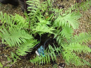 Ostrich Ferns, 3 pots...
