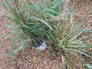 Grasses, 3 Pots...