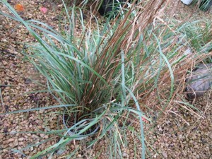 Grasses, 3 Pots...