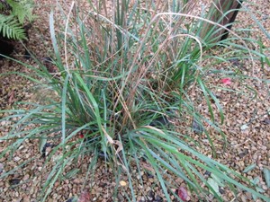 Grasses, 3 Pots...