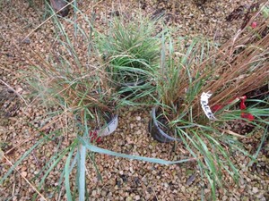 Grasses, 3 Pots...