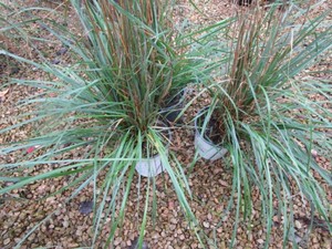 Grasses, 3 Pots...