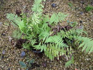 Ostrich Ferns, 3 pots...