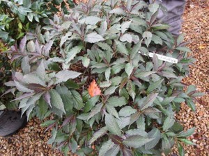 Forsythia, Viburnum, Diervilla Spil...