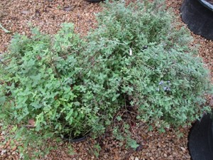 Catnip, 3 Pots...