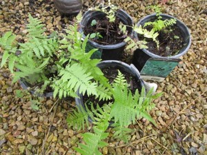 Ostrich Ferns, 4 pots...