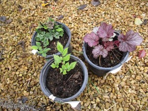 Coral Bells - Purple, Astilbe - Vis...