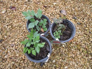Astilbe, 3 Pots...
