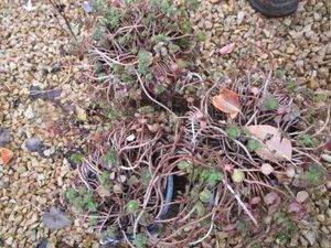 Sedum - Fire Glow...