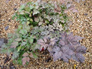 Astilbe 3 Pots, Snakeroot...