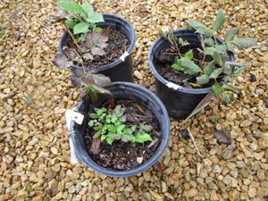 Astilbe, 3 Pots...