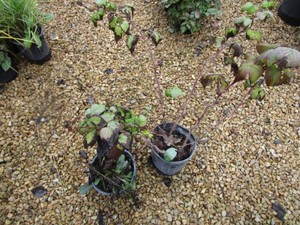 Goatsbeard, Berry, 3 Pots...