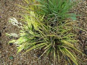Golden Japanese Forest Grass, Bowle...