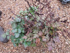 Astilbe, 3 Pots...