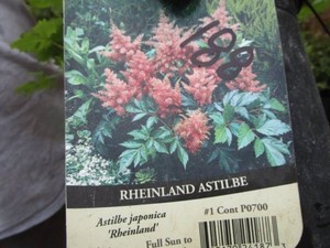 Astilbe, 3 Pots...