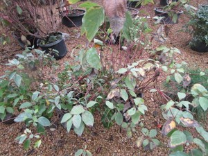 Dogwood, 2 Pots...