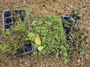 Three Flats, Assorted With Sedum...