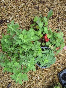 Anemone, 4 Pots...