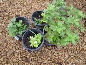 Anemone, 4 Pots...