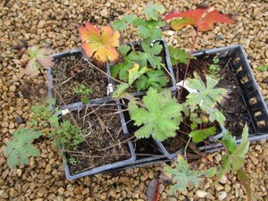 Flat Wild Geraniums...