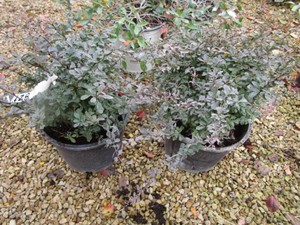 Barberry, 2 Pots...