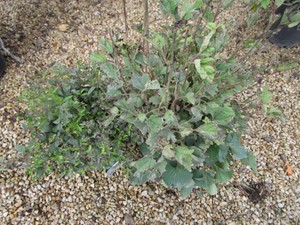 Japanese White Spirea, Compact Amer...