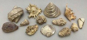 Misc. Unique Seashells (One With Lords Prayer)
