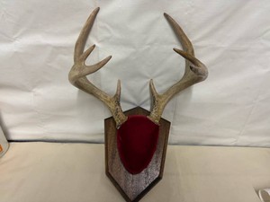 Mounted Anters