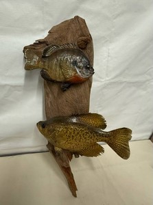 Mounted Sunfish & Crapppy