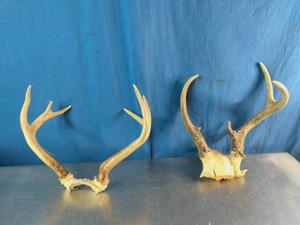Two sets of deer antlers