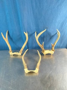 Three sets of whitetail deer antlers