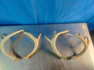 A pair of naturally shed white-tailed deer antlers
