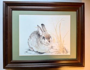 UK - Framed Cottontail Rabbit Print