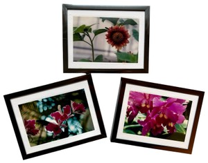 UK - Botanical Framed Photo Prints 3-Piece Floral Lot